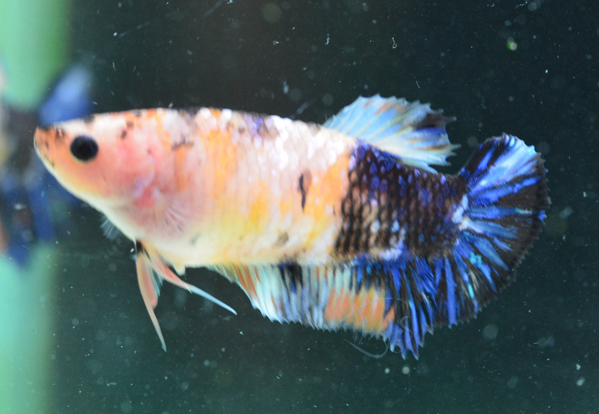 Koi HMPK Female