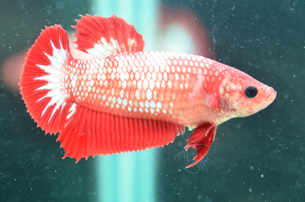 FCCP HMPK Female