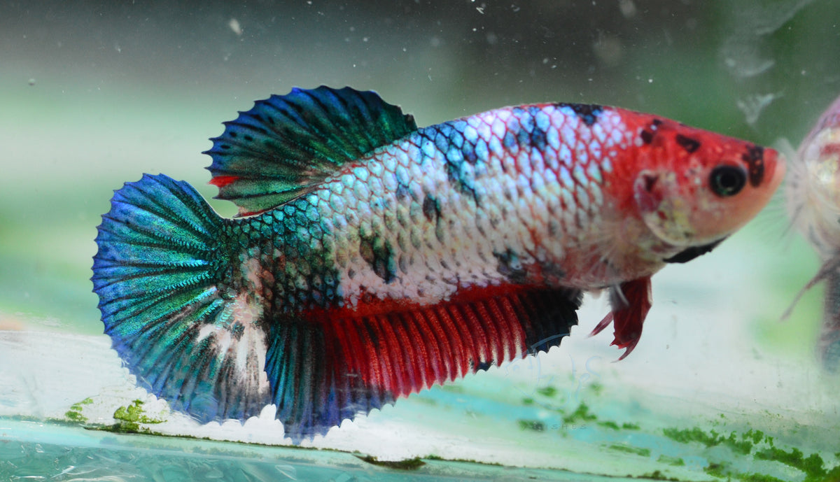 Fancy Koi HMPK Female