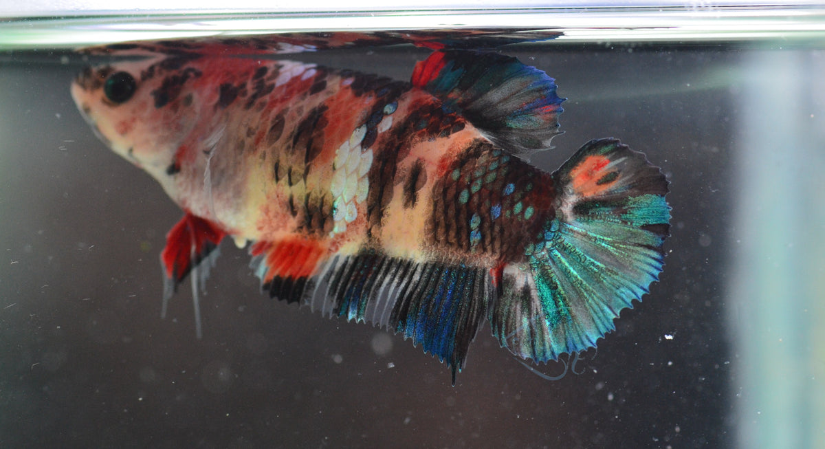 Koi HMPK Female