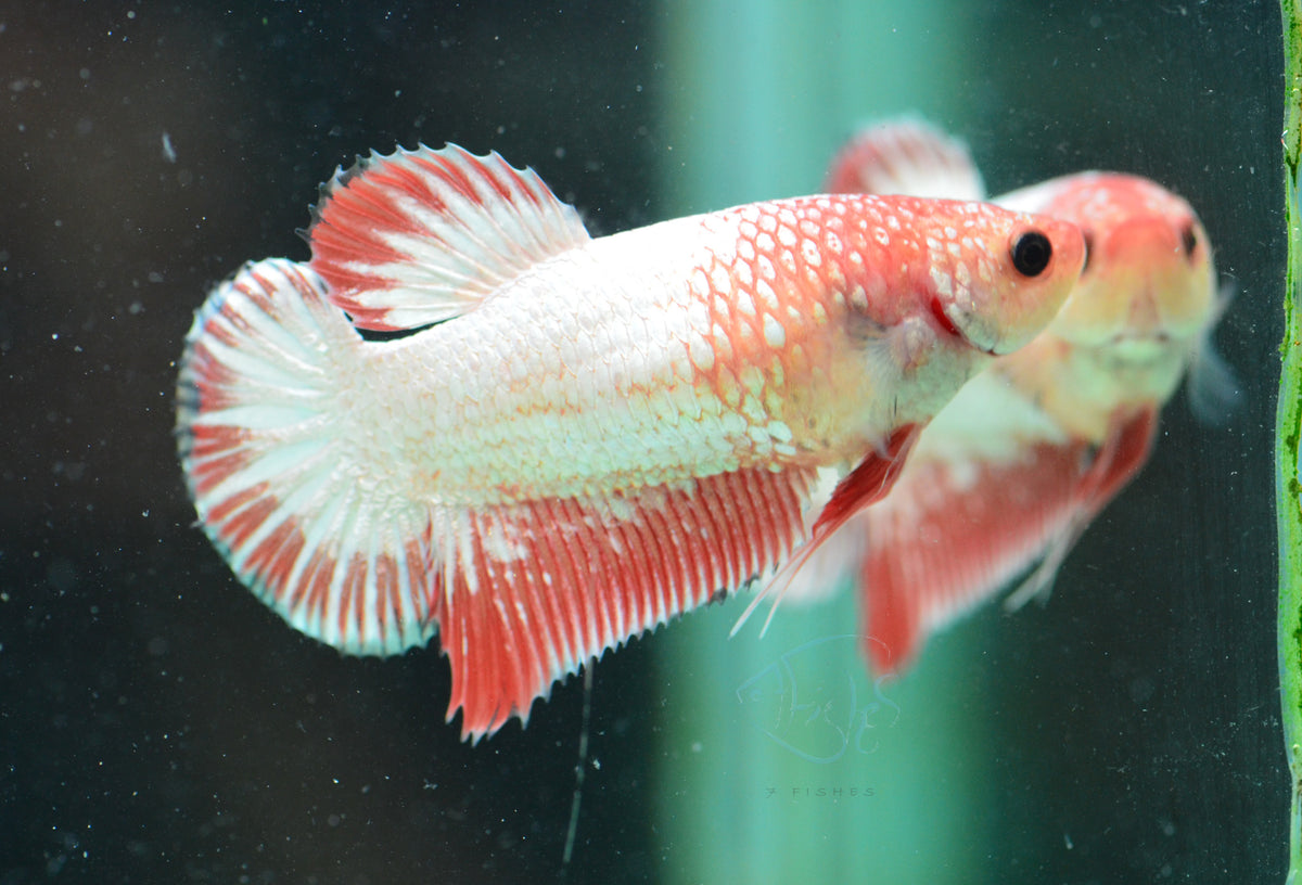 FCCP HMPK Female