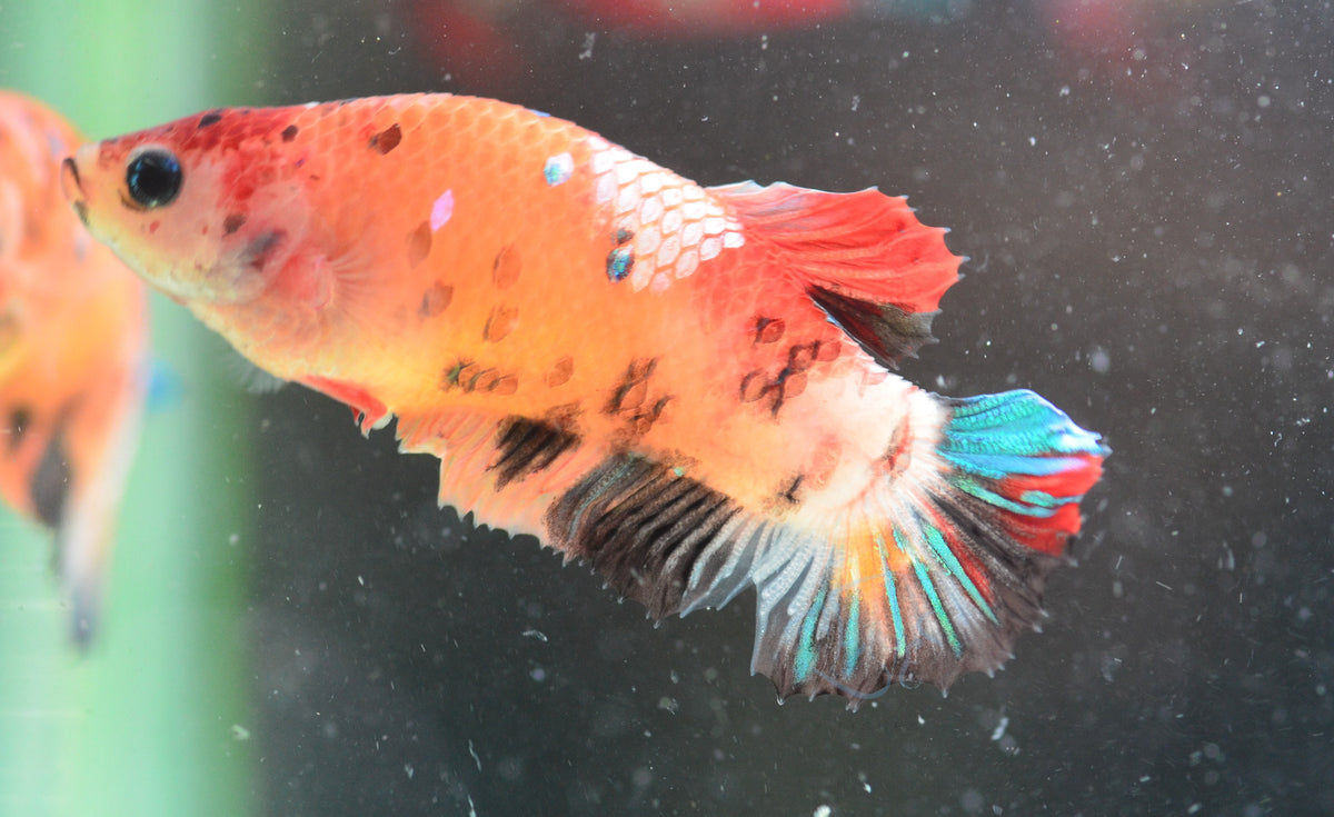 Nemo HMPK Female