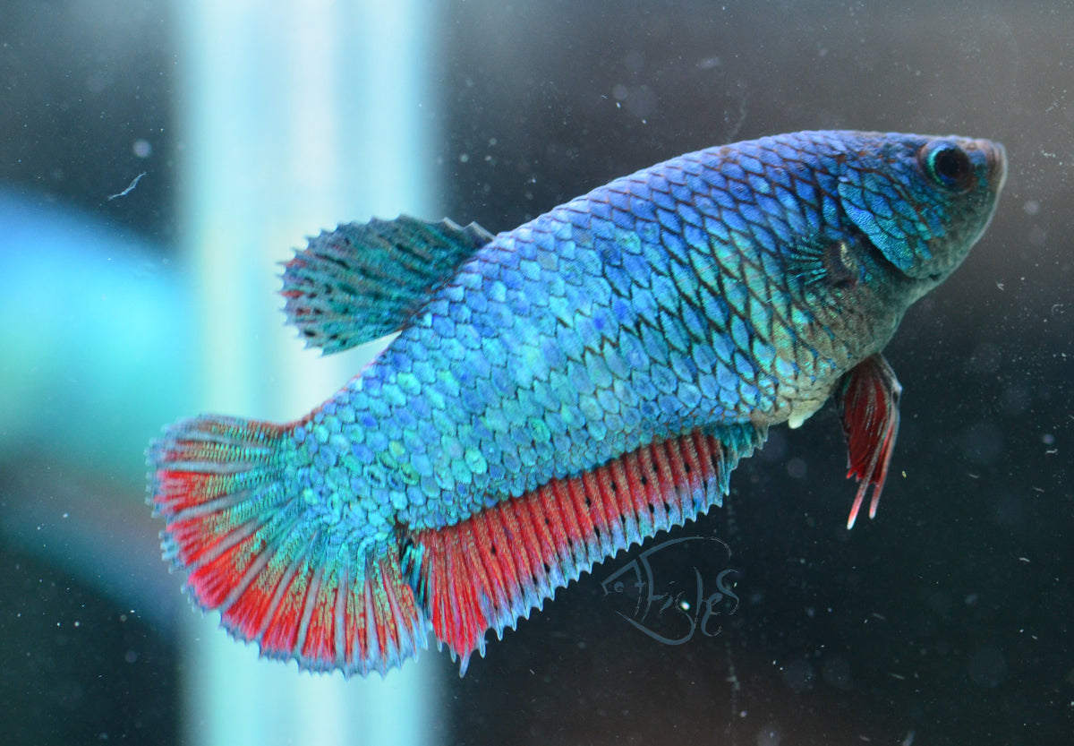 Traditional Bicolour HMPK Female