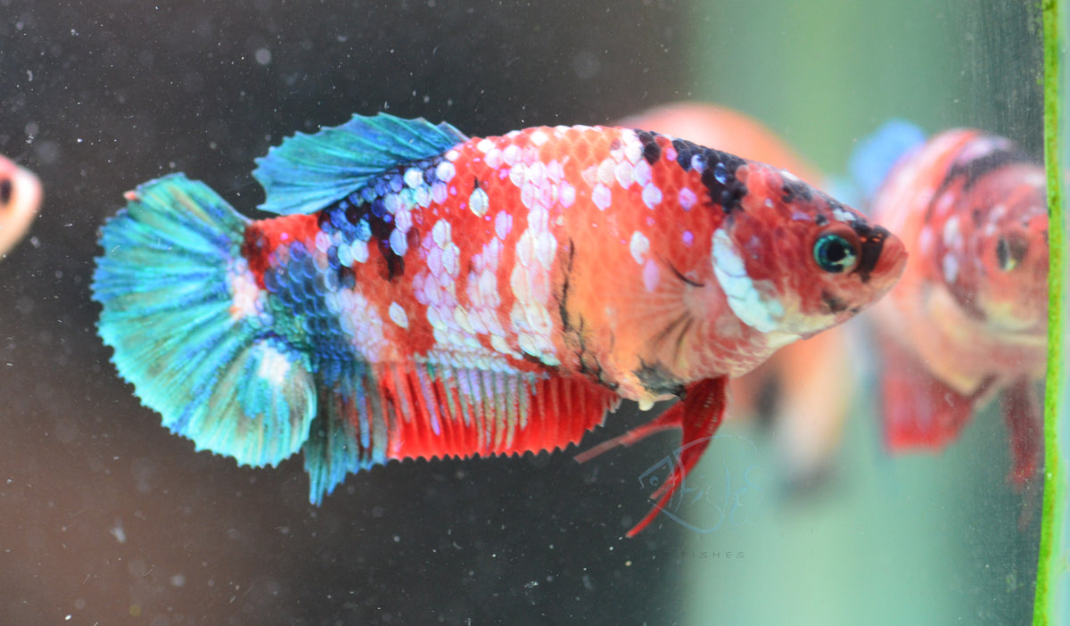 Red Galaxy HMPK Female