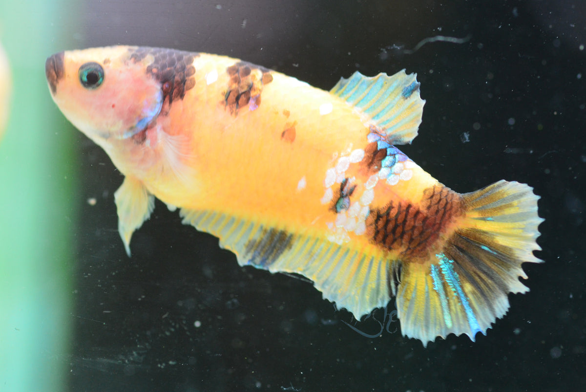 Yellow Koi HMPK Female