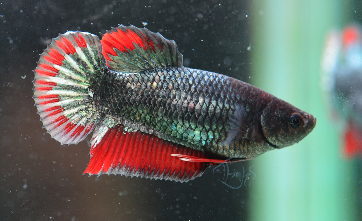 Copper Red HMPK Female