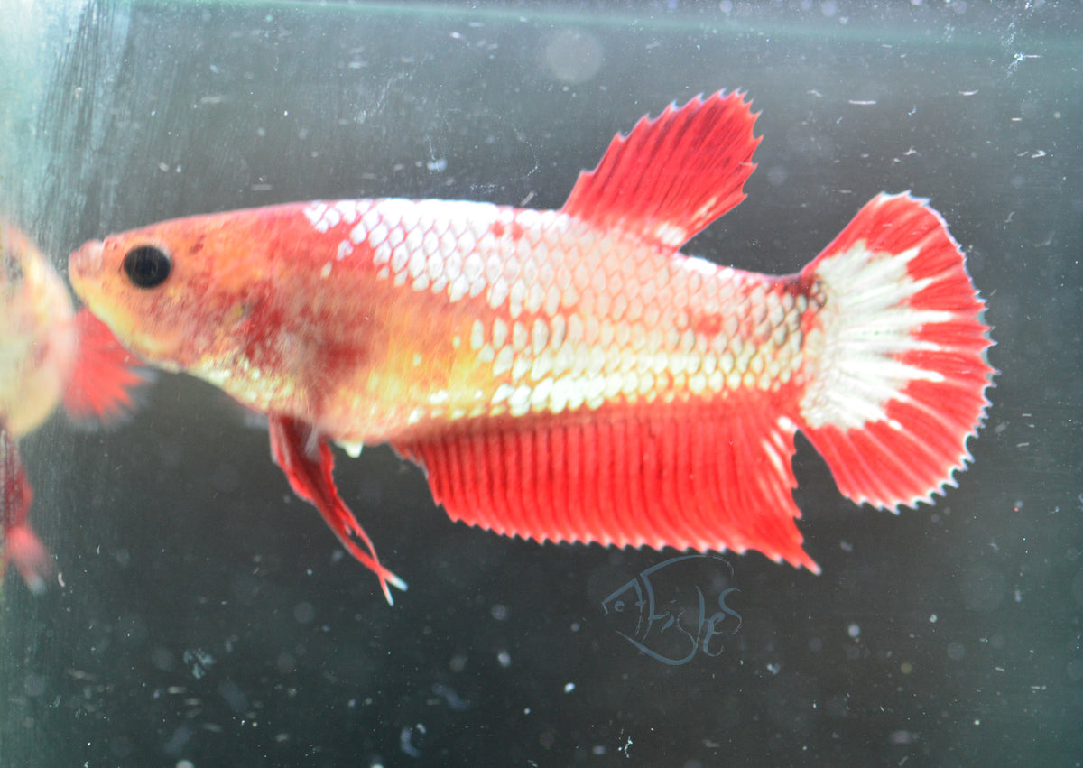 FCCP HMPK Female