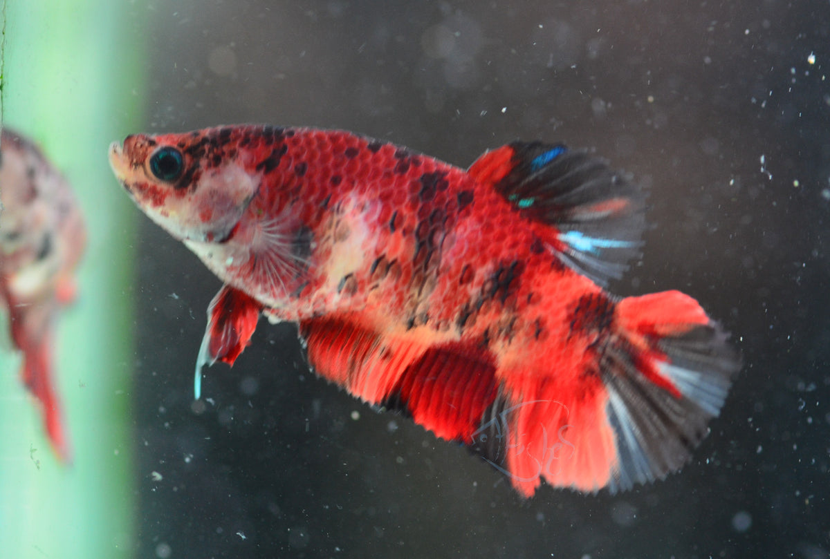 Nemo HMPK Female