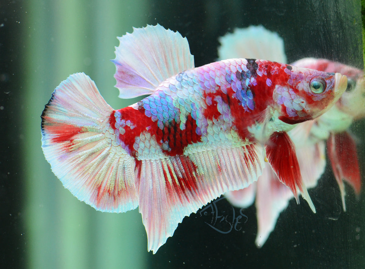 Red Snow Galaxy (Barongsai) HMPK Male