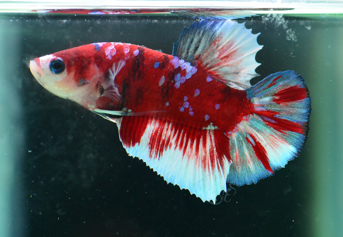 Red Snow Galaxy (Barongsai) HMPK Male