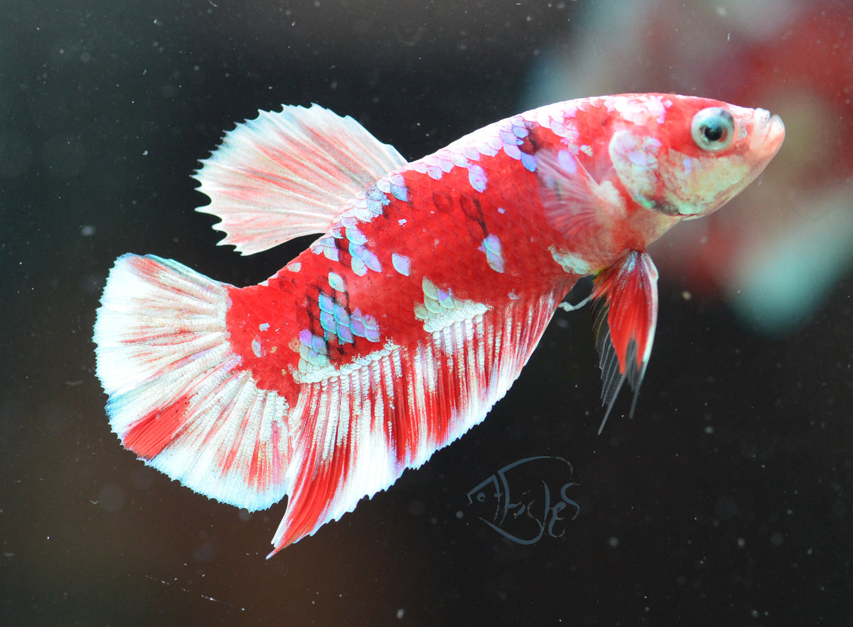 Red Snow Galaxy (Barongsai) HMPK Male