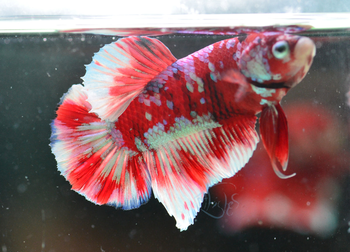 Red Snow Galaxy (Barongsai) HMPK Male