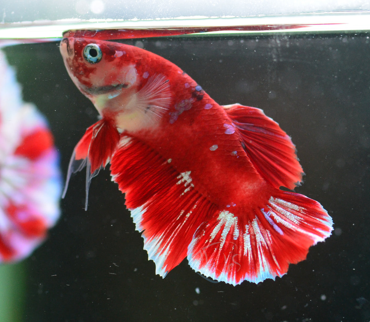 Red Snow Galaxy (Barongsai) HMPK Male