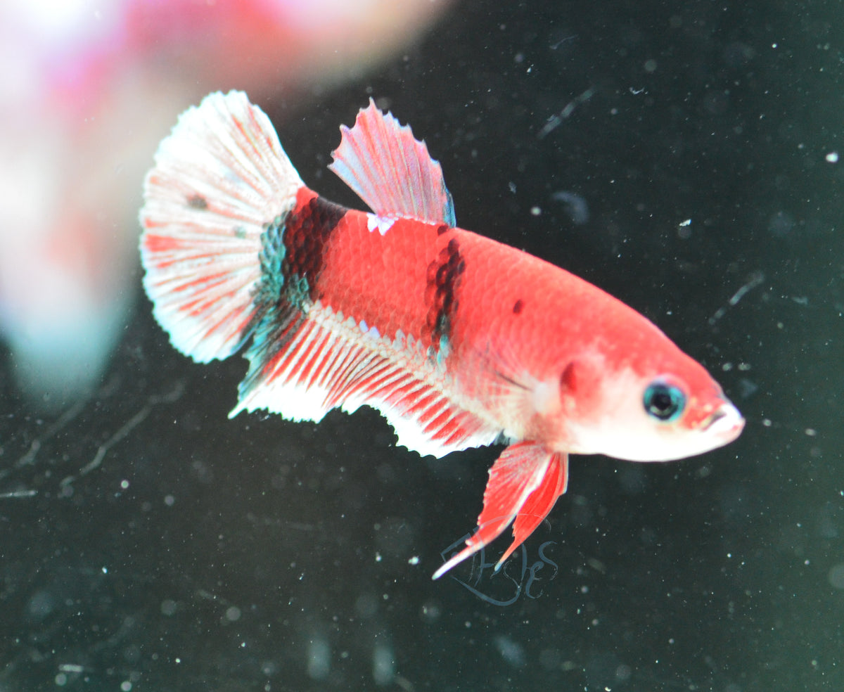 Red Snow Galaxy (Barongsai) HMPK Male