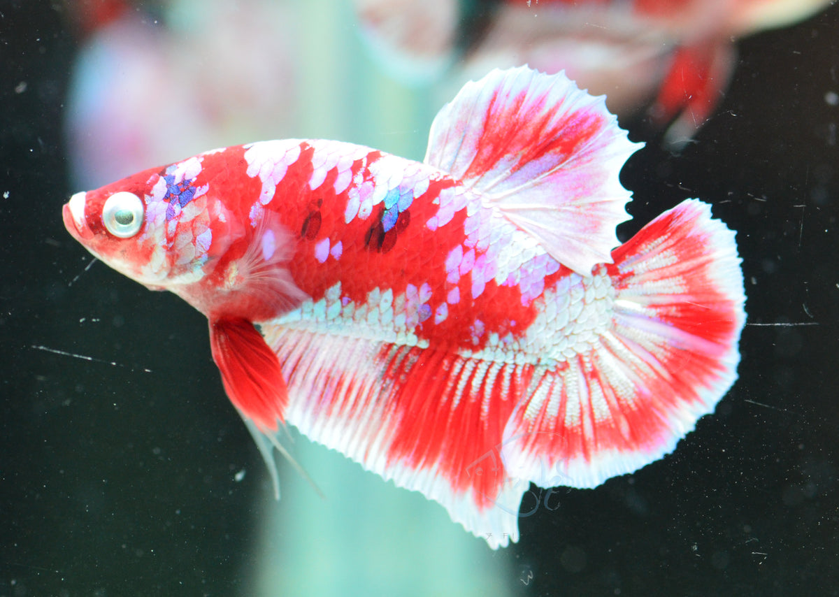 Red Snow Galaxy (Barongsai) HMPK Male
