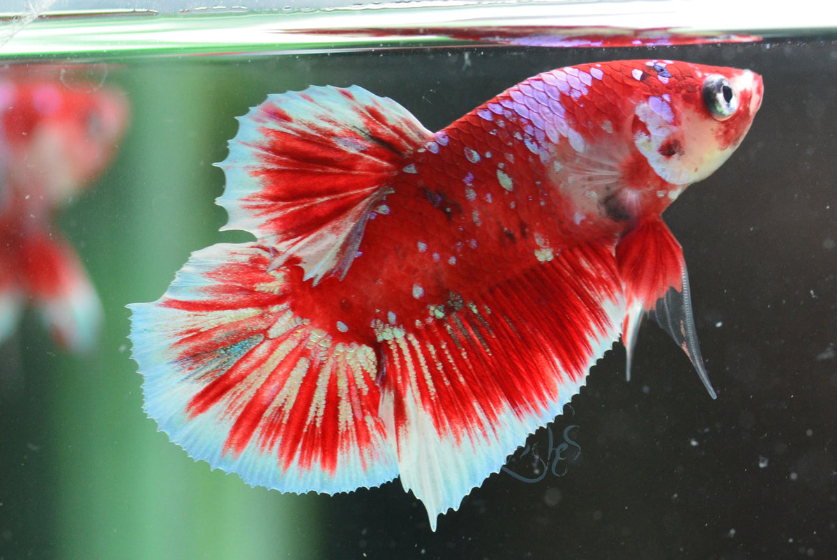 Red Snow Galaxy (Barongsai) HMPK Male