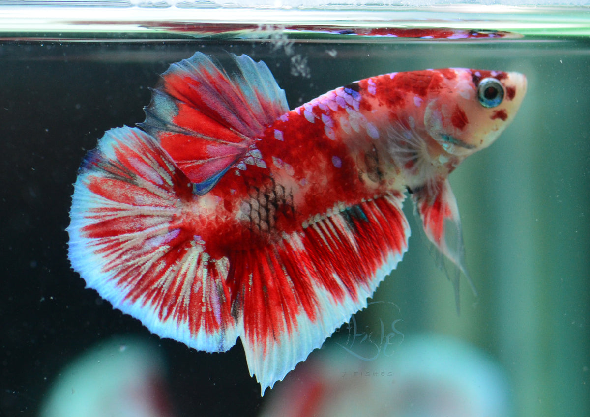 Red Snow Galaxy (Barongsai) HMPK Male