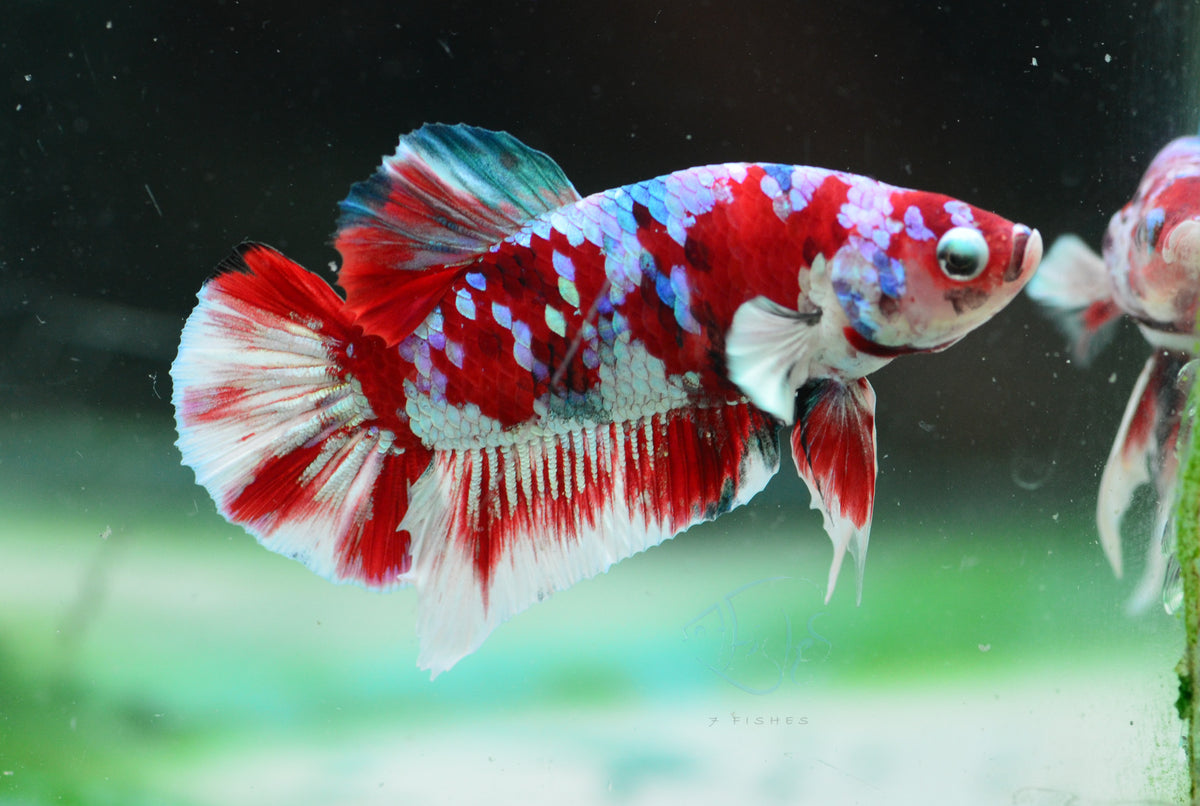 Red Snow Galaxy (Barongsai) HMPK Male