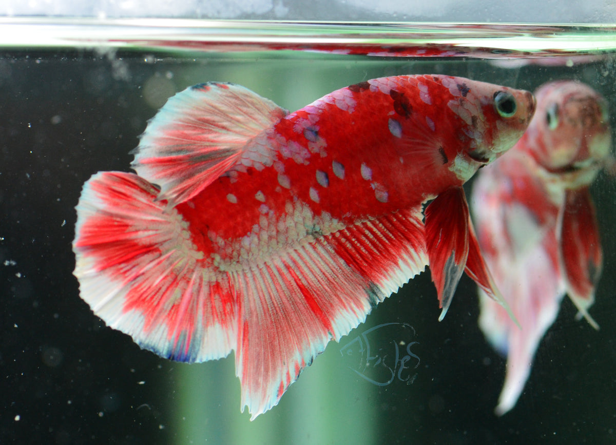 Red Snow Galaxy (Barongsai) HMPK Male