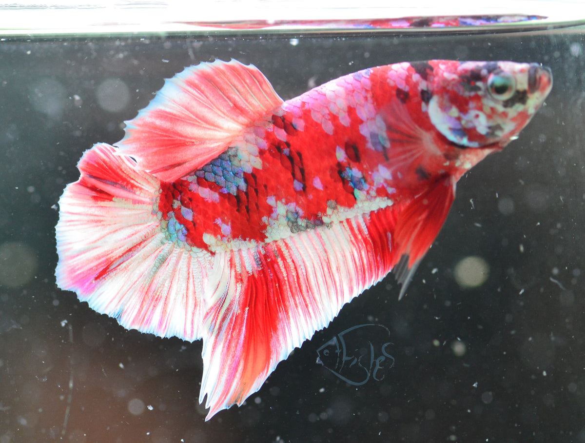 Red Snow Galaxy (Barongsai) HMPK Male