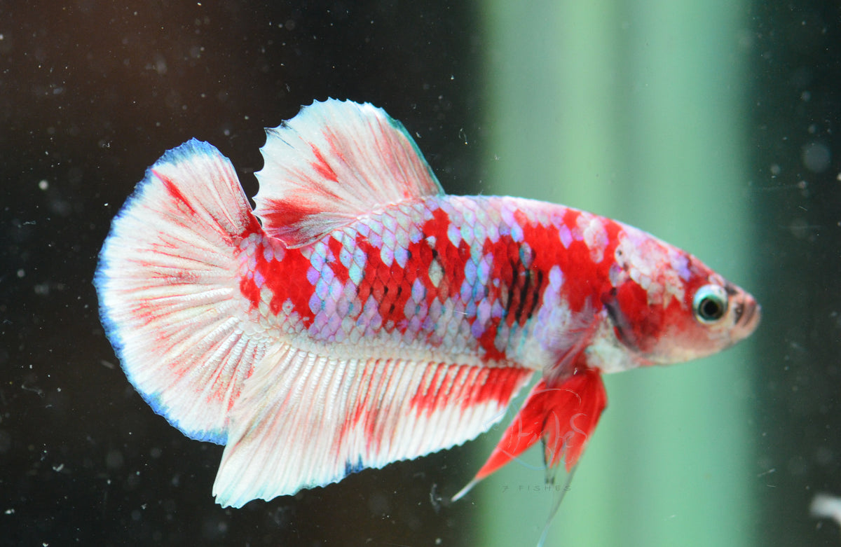 Red Snow Galaxy (Barongsai) HMPK Male