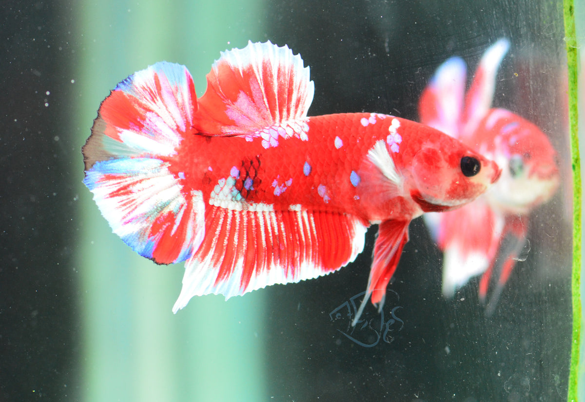 Red Snow Galaxy (Barongsai) HMPK Male