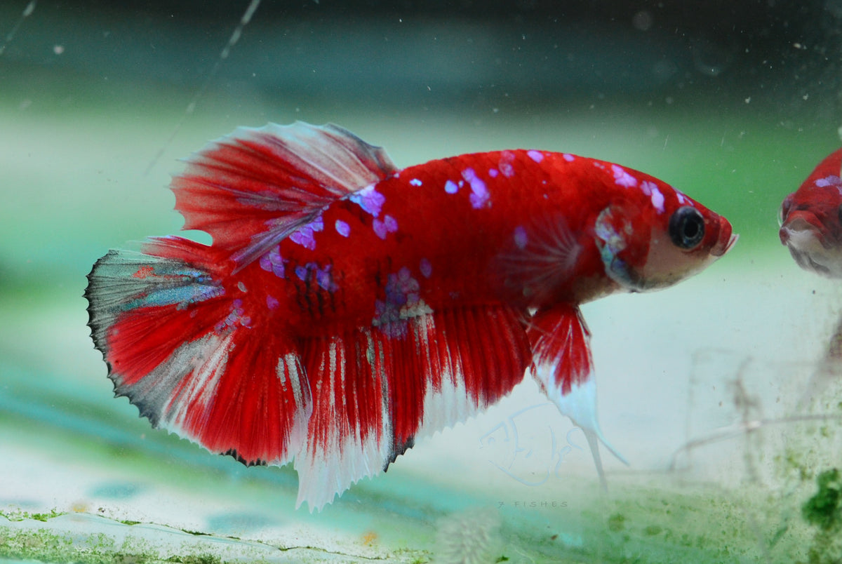 Red Snow Galaxy (Barongsai) HMPK Male