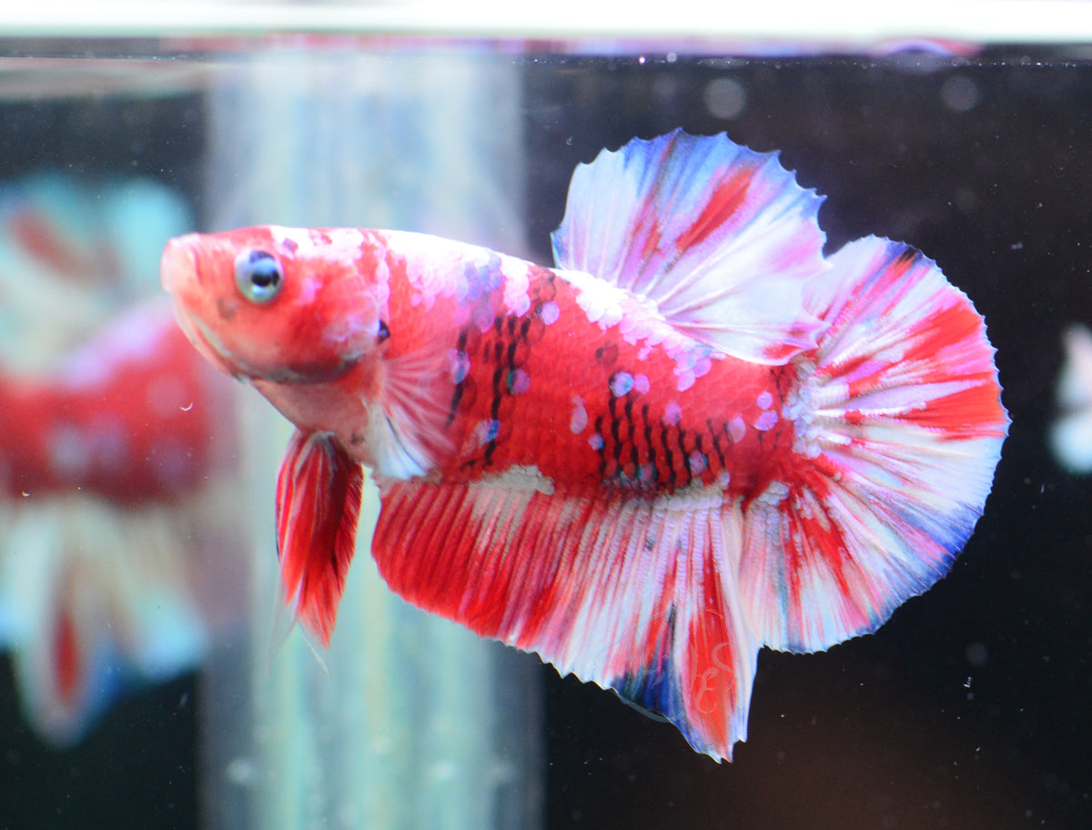 Red Snow Galaxy (Barongsai) HMPK Male