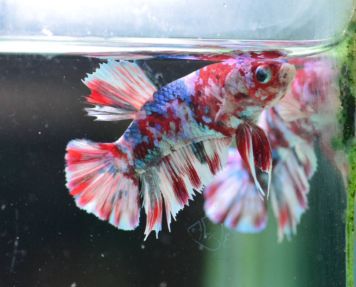 Red Snow Galaxy (Barongsai) HMPK Male