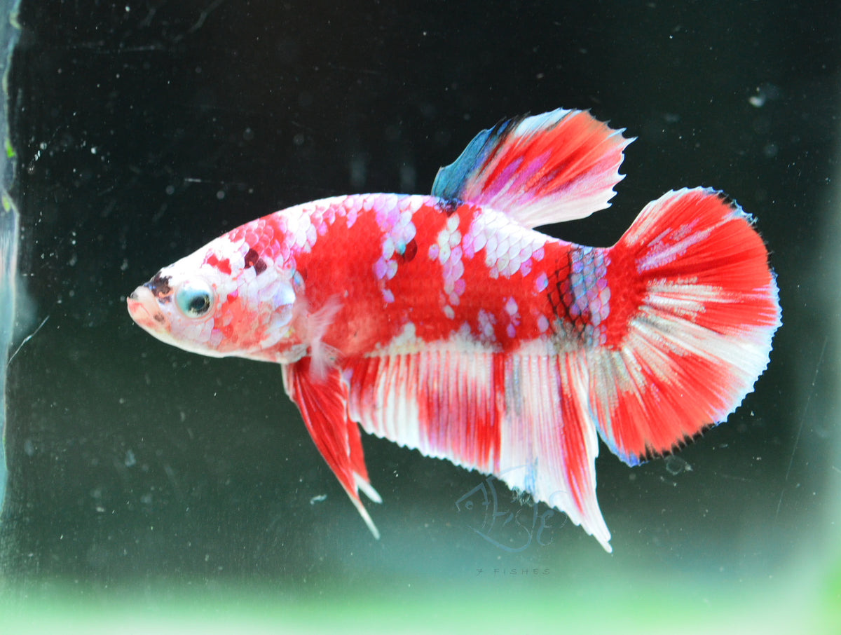 Red Snow Galaxy (Barongsai) HMPK Male