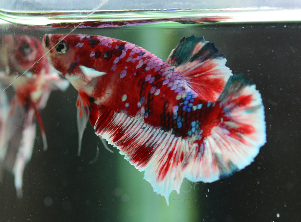 Red Snow Galaxy (Barongsai) HMPK Male