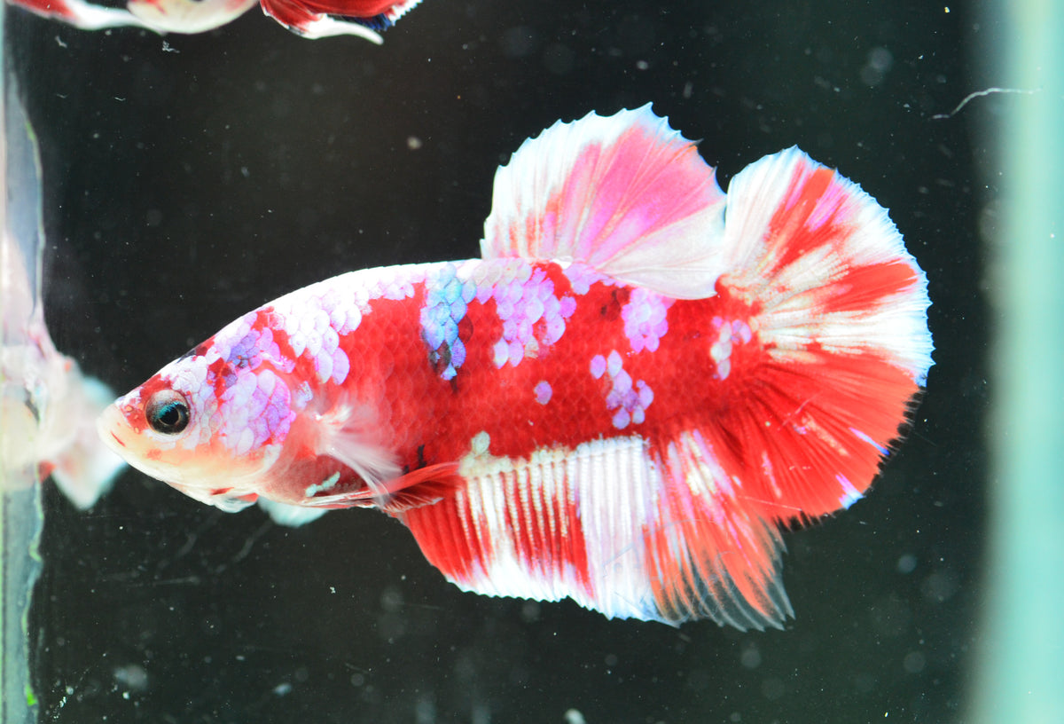 Red Snow Galaxy (Barongsai) HMPK Male