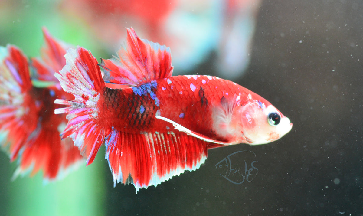 Red Snow Galaxy (Barongsai) HMPK Male