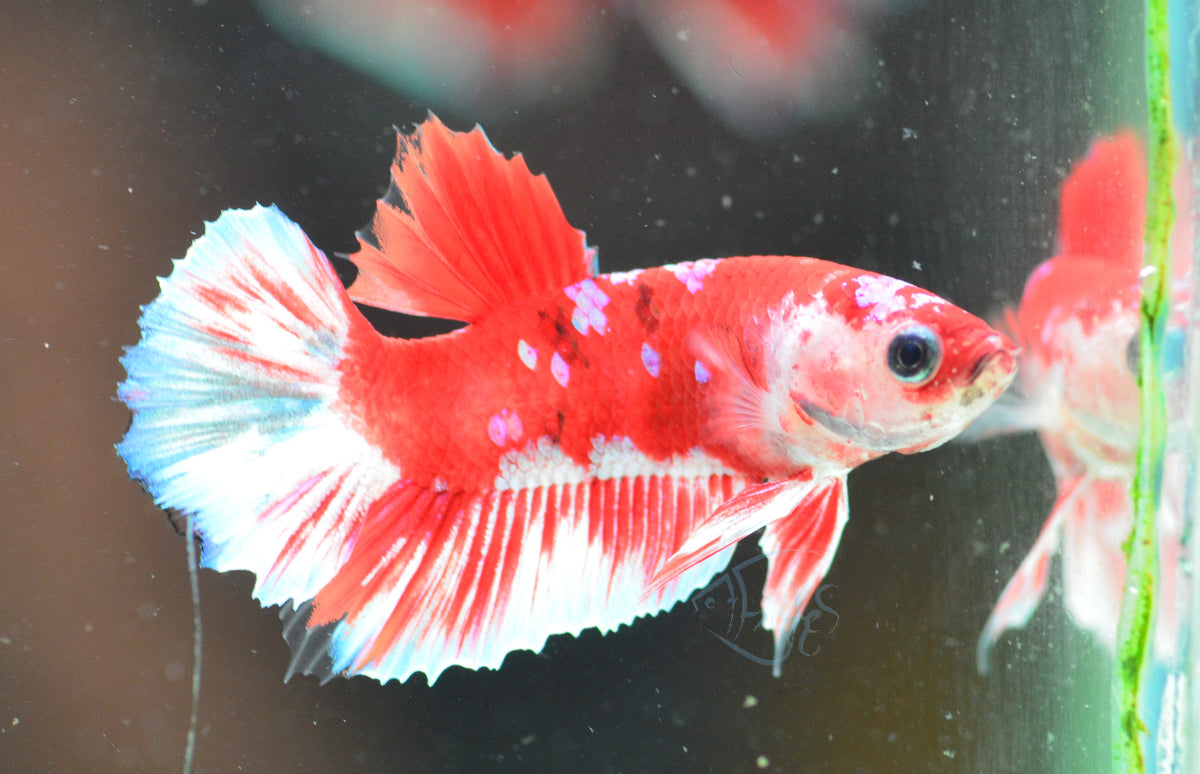 Red Snow Galaxy (Barongsai) HMPK Male