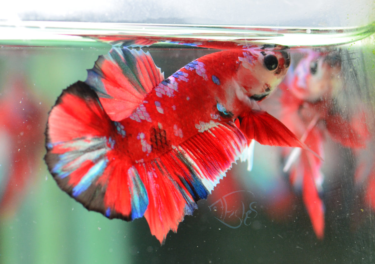 Red Snow Galaxy (Barongsai) HMPK Male