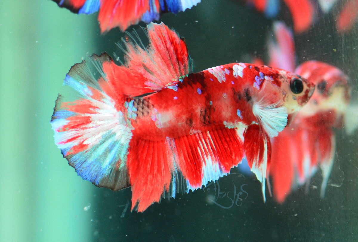 Red Snow Galaxy (Barongsai) HMPK Male
