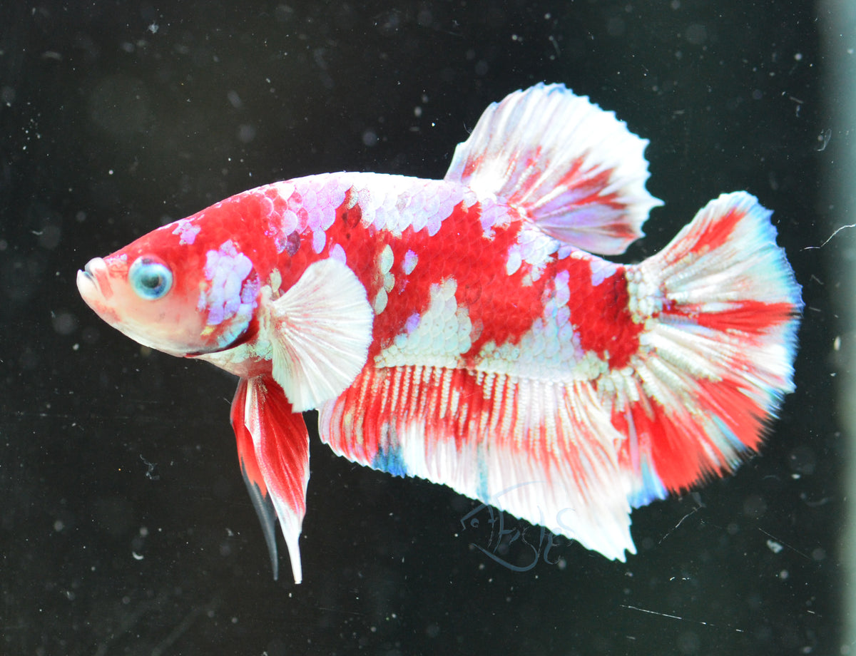 Red Snow Galaxy (Barongsai) HMPK Male