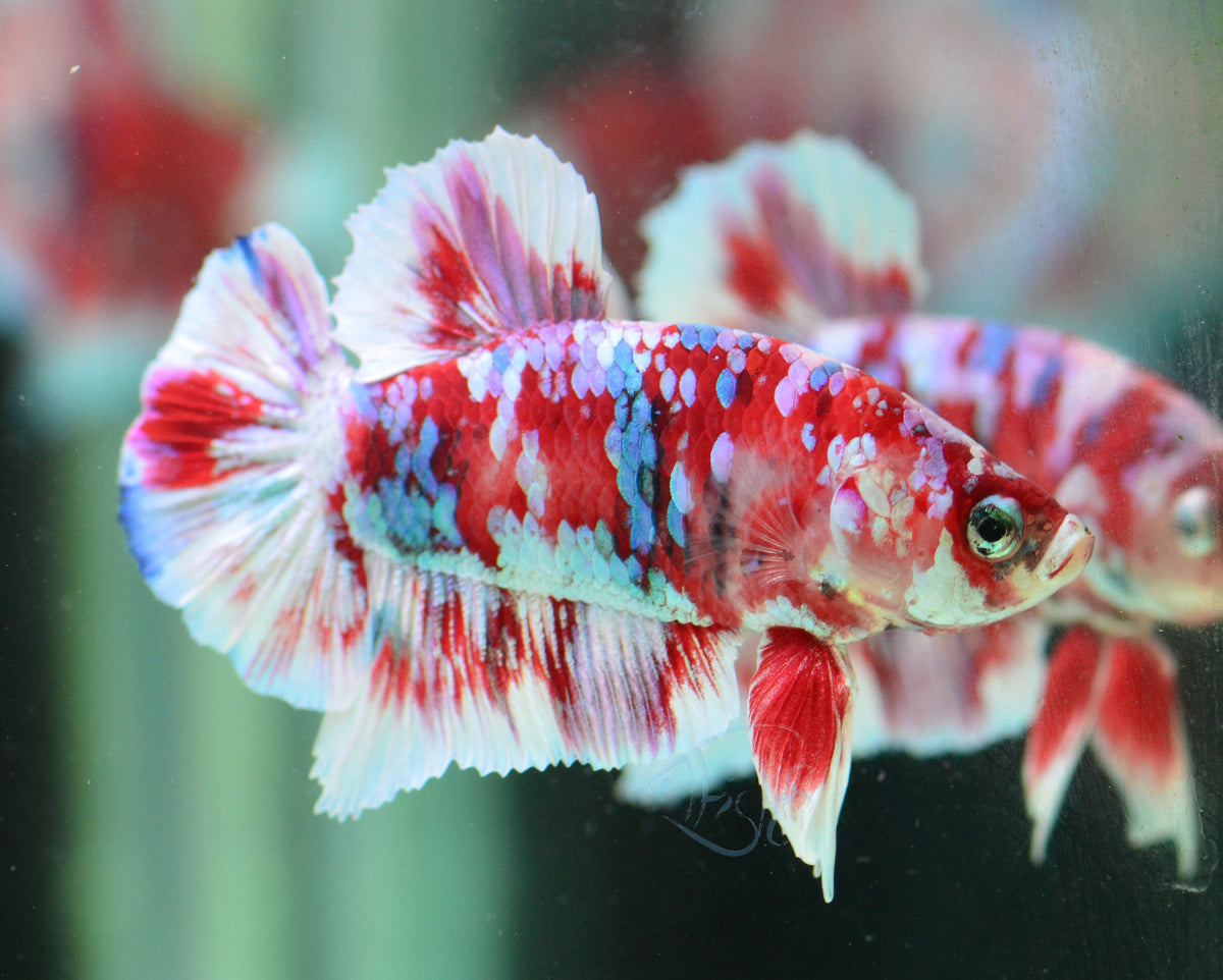 Red Snow Galaxy (Barongsai) HMPK Male