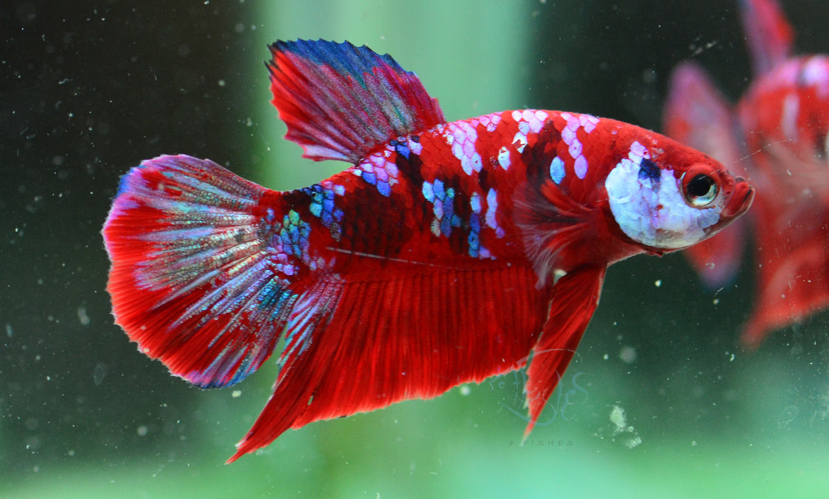 Red Galaxy HMPK Male