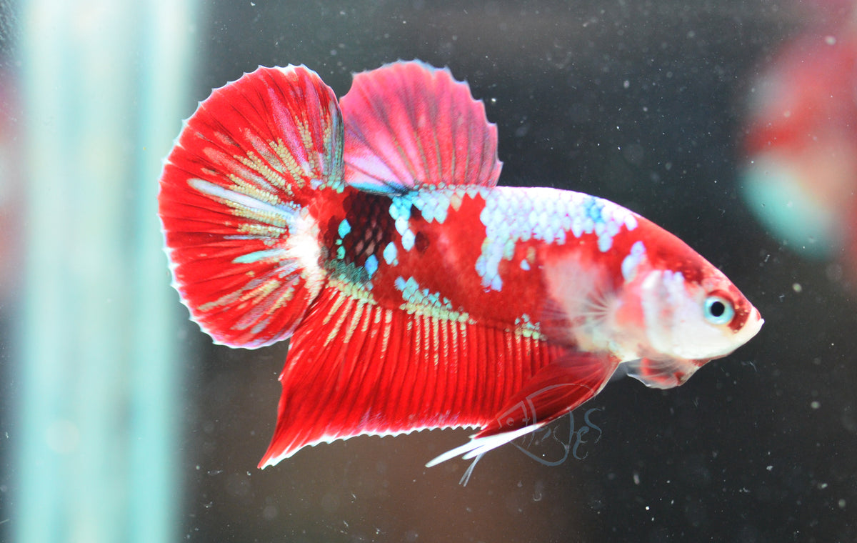 Red Galaxy HMPK Male