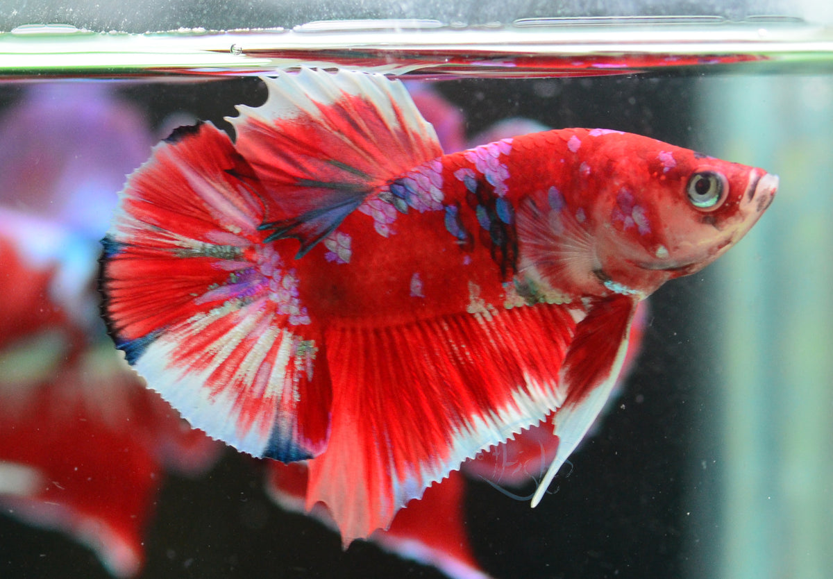 Red Snow Galaxy (Barongsai) HMPK Male