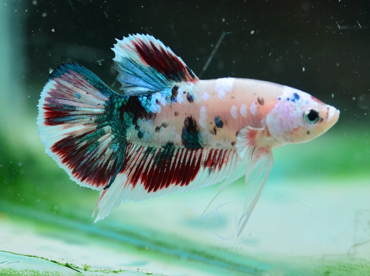 Ghost Galaxy HMPK Male