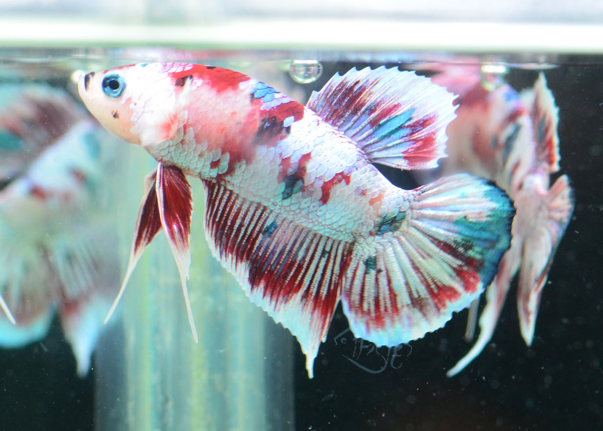 Red Snow Galaxy (Barongsai) HMPK Male