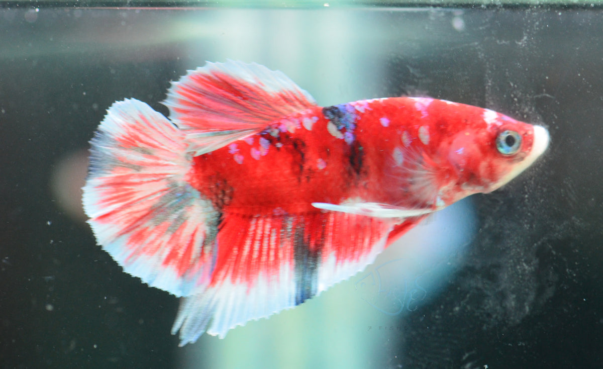 Red Snow Galaxy (Barongsai) HMPK Male