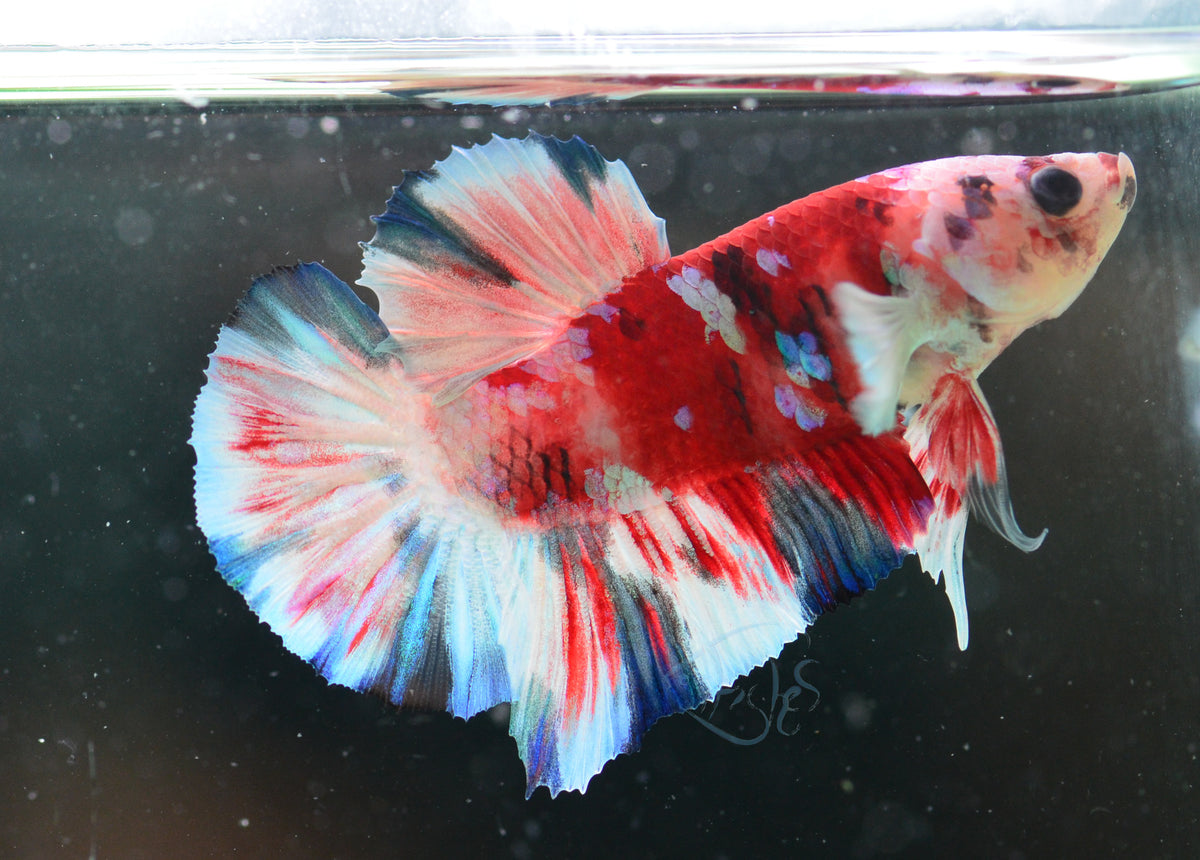 Red Snow Galaxy (Barongsai) HMPK Male