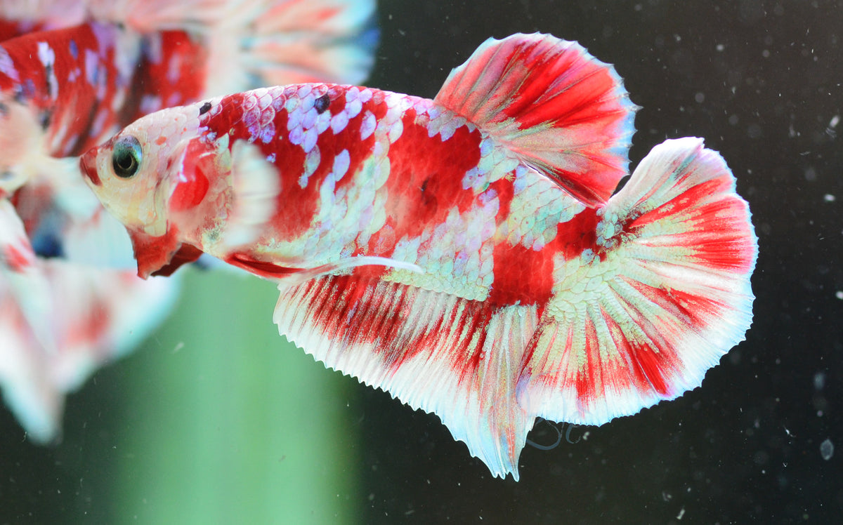Red Snow Galaxy (Barongsai) HMPK Male