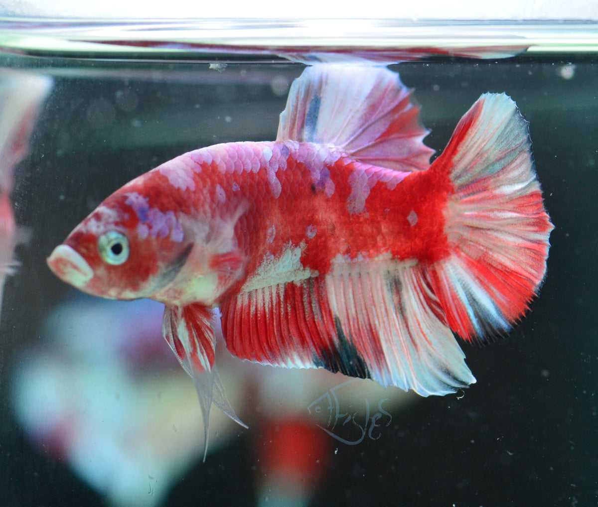 Red Snow Galaxy (Barongsai) HMPK Male