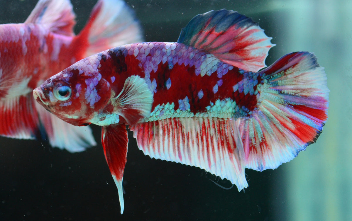 Red Snow Galaxy (Barongsai) HMPK Male
