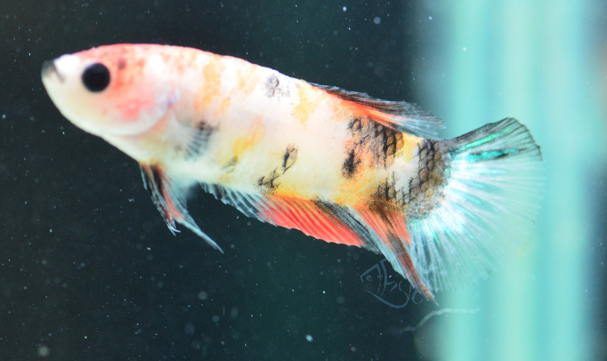 Koi HMPK Female