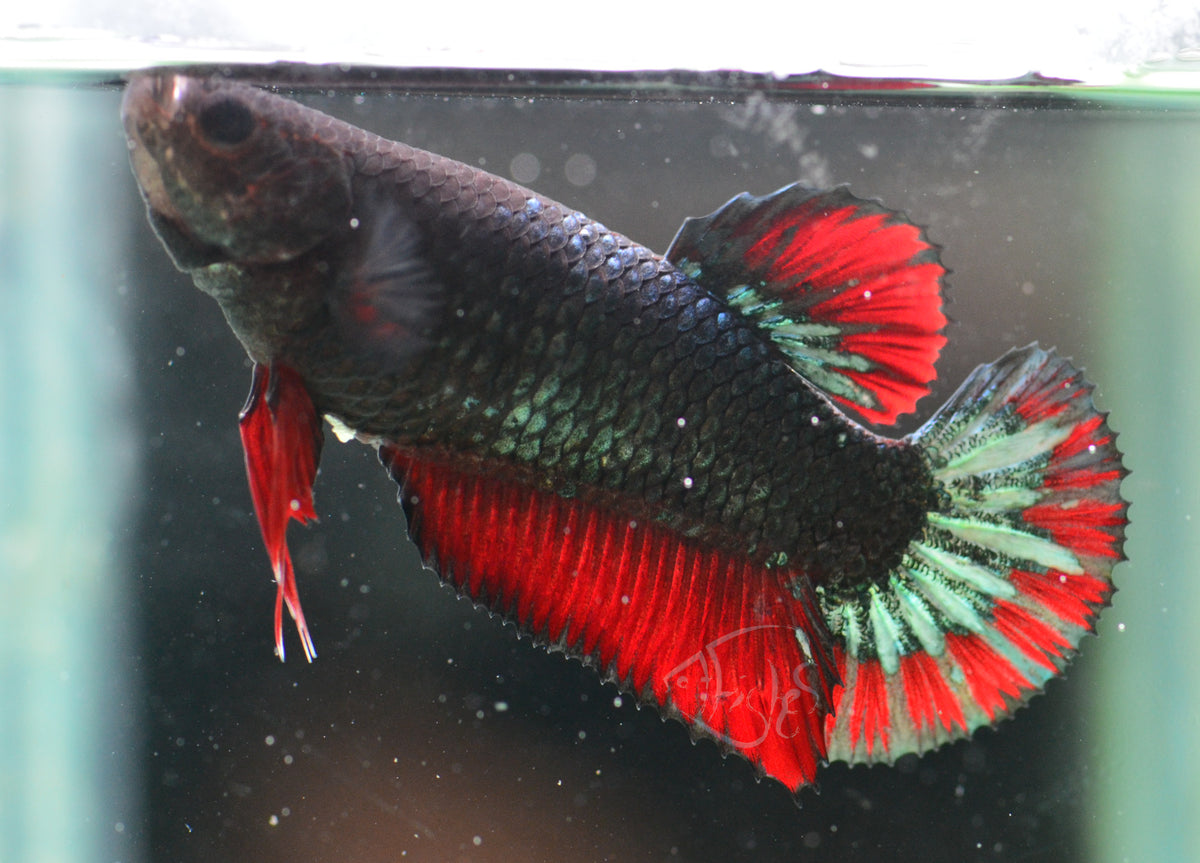 Copper Red HMPK Female